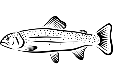 Rainbow Trout Coloring Page